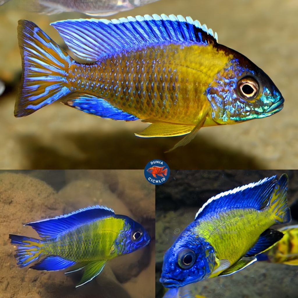 Blue Neon Cichlid