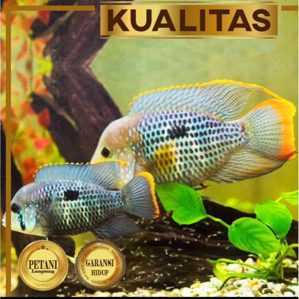 Baby Green Terror Golsom Ikan Hias Predator