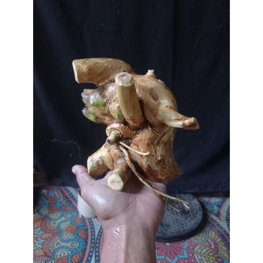 Bahan bonsai wahong gunung bogellan