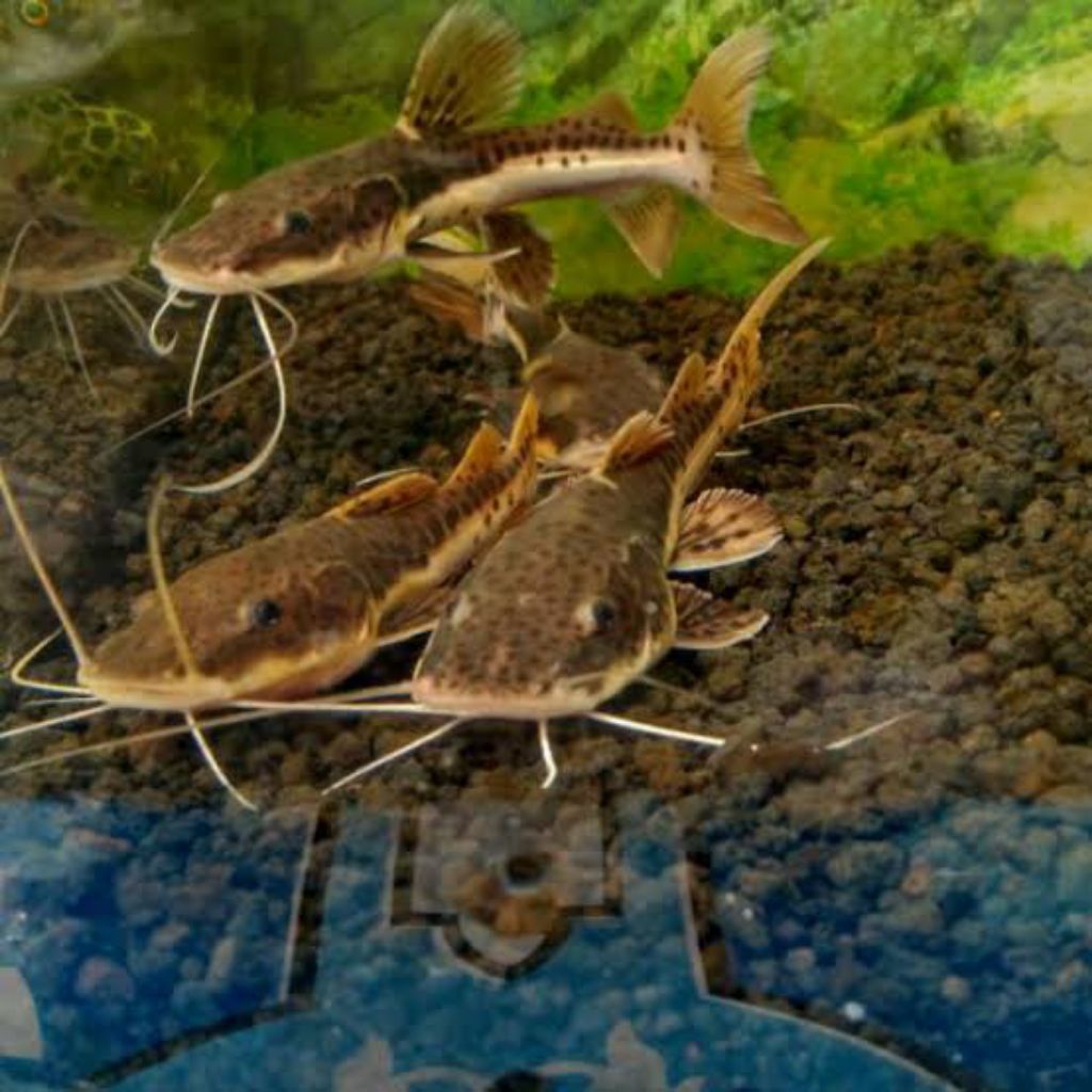 kebutuhan hiasan leopard catfish