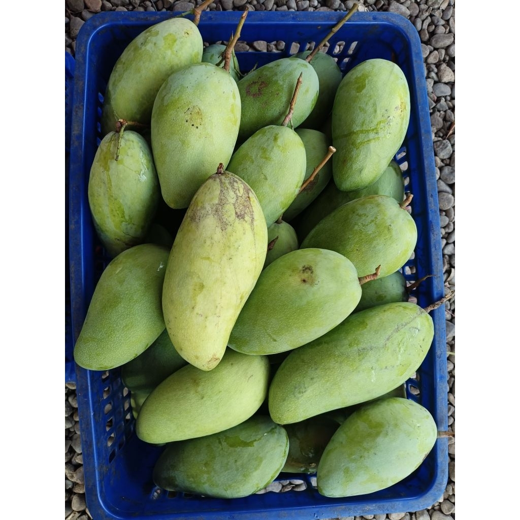 MANGGA KIOJAY / SINAWANG  INDRAMAYU