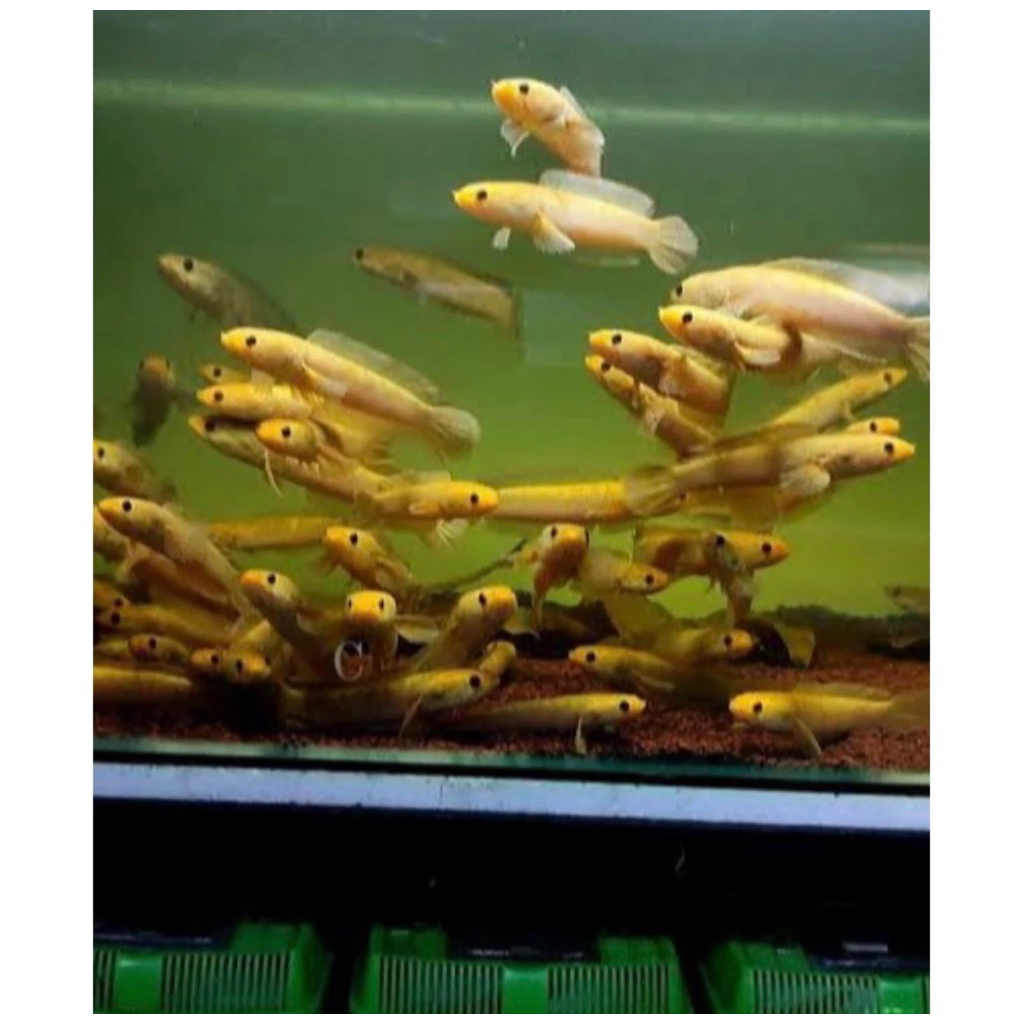 Chana Limbata golden tiger size 3-6cm full pelet