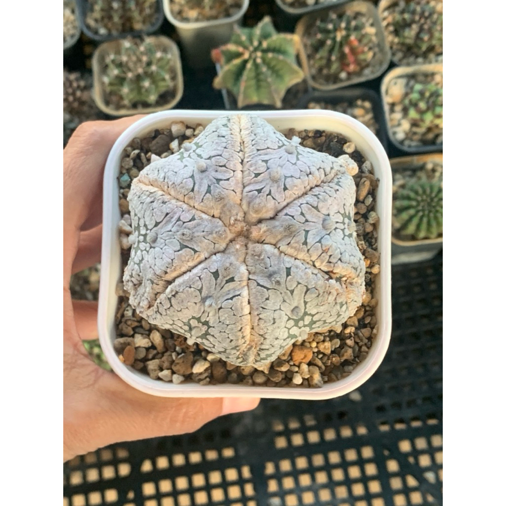 Astrophytum asterias super kabuto ( kaktus astro tanaman hias hidup gurun seedling