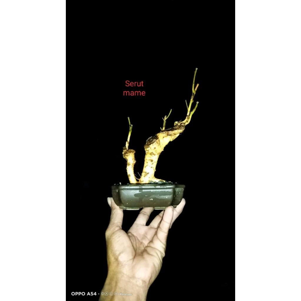bahan bonsai serut mame