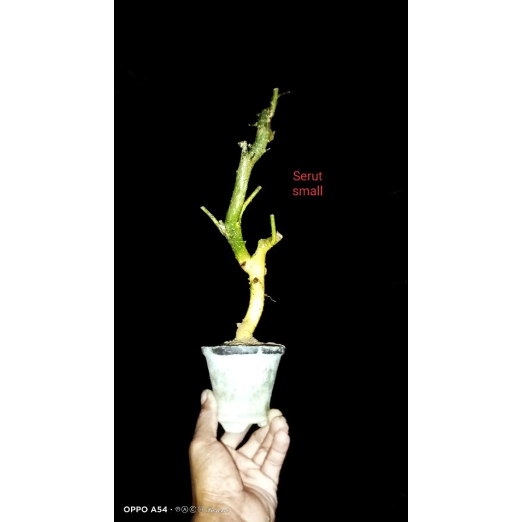 bahan bonsai serut mame fress