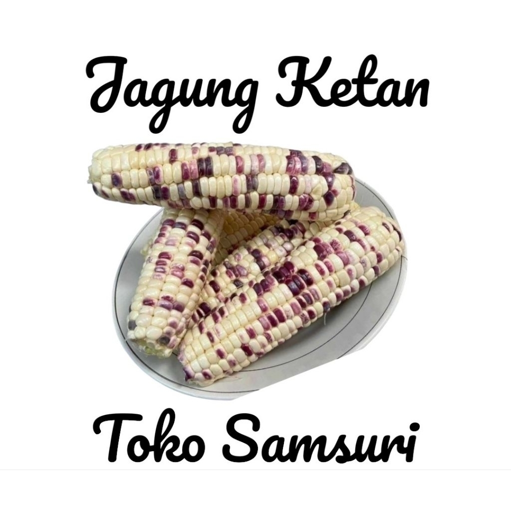 Jagung • Jagung Ketan • Jagung Pulut