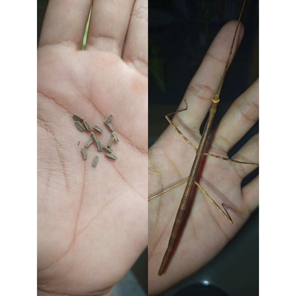 telur belalang ranting | ramulus nematodes | stick insect | belalang ranting | belalang tongkat