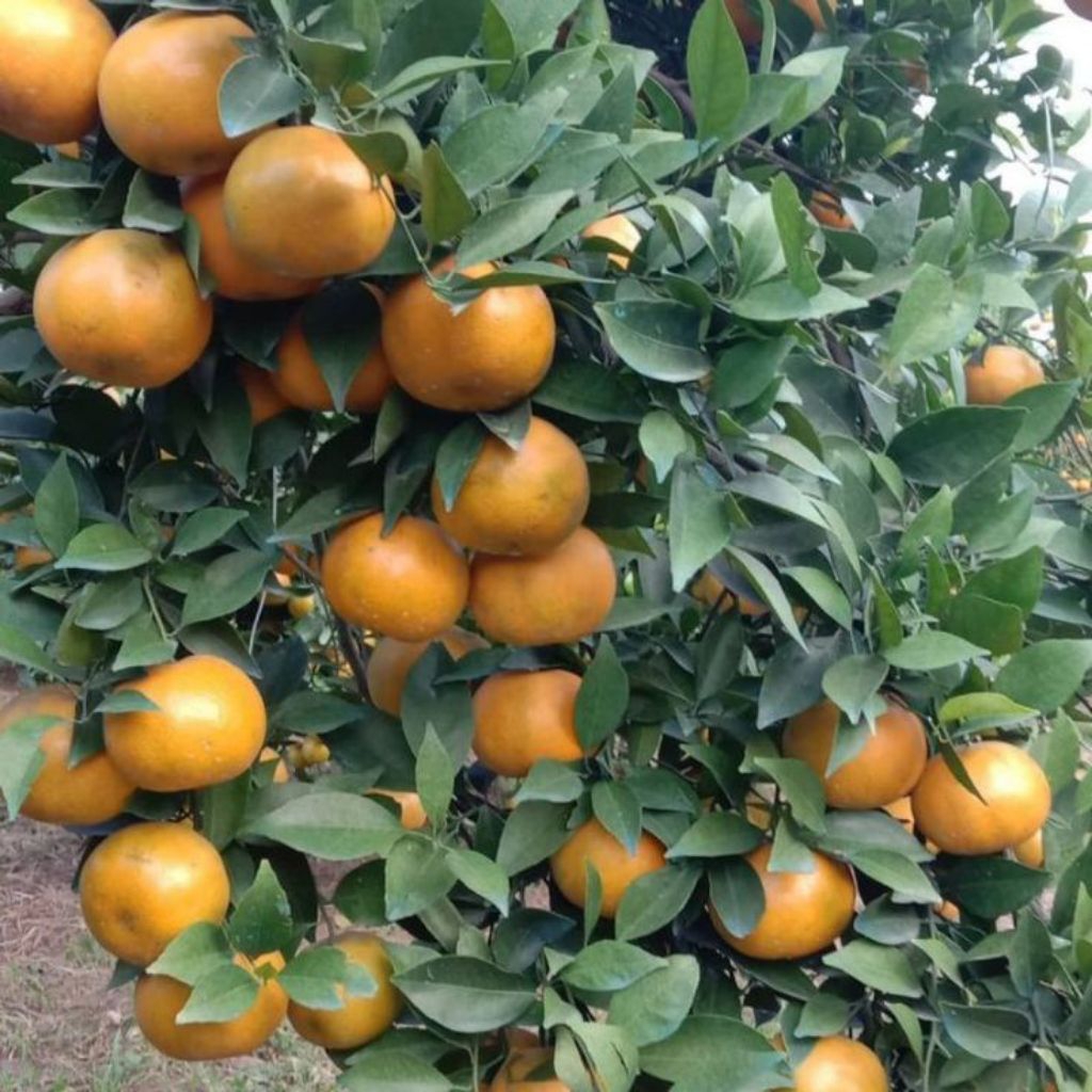 Bibit Jeruk Santang Madu (Cangkok) Kondisi Sudah Mau Berbunga Ukuran 20-50cm Lebih Hemat Beli 2 Berg