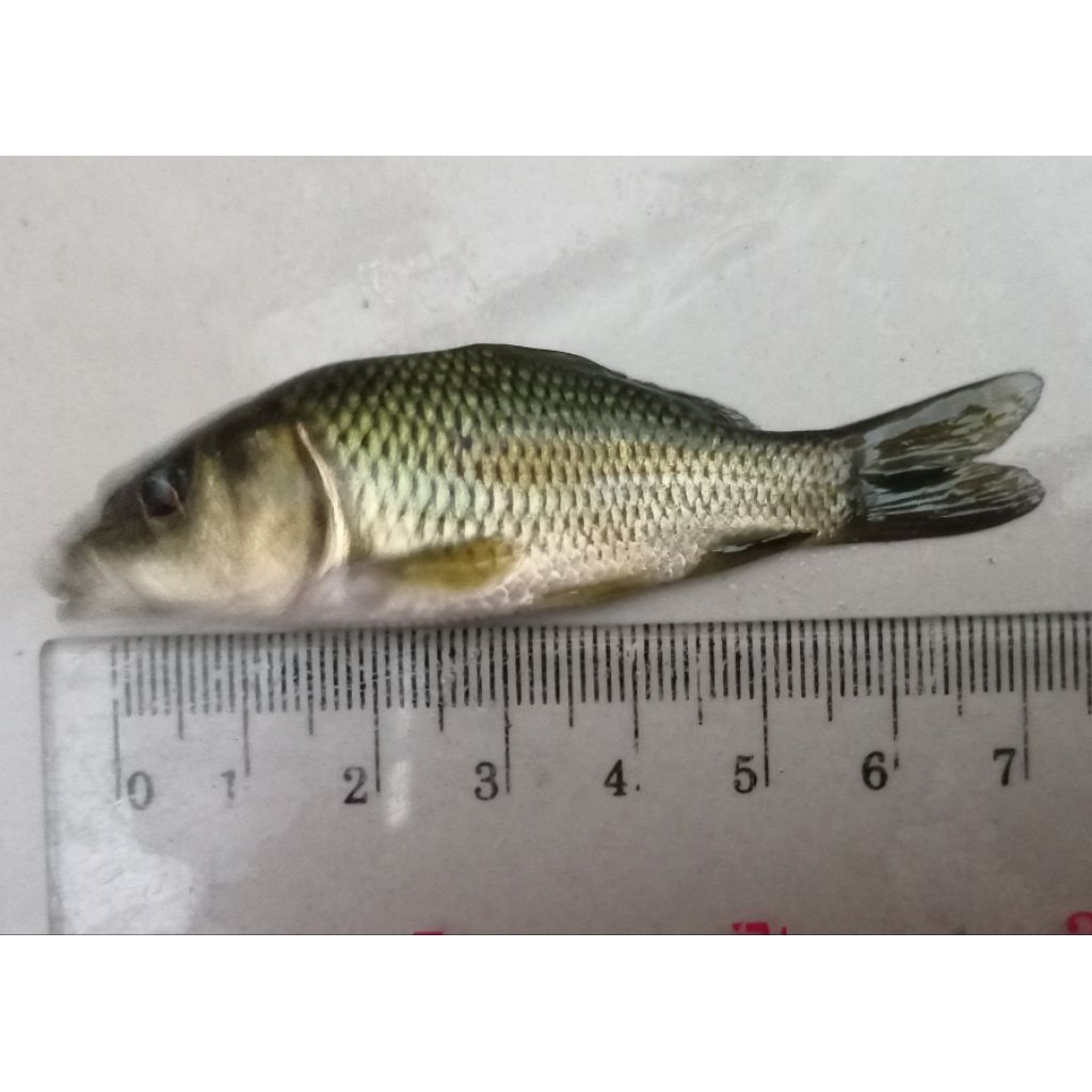 Bibit Ikan Mas Hitam / Tombro Majalaya 5-7 cm