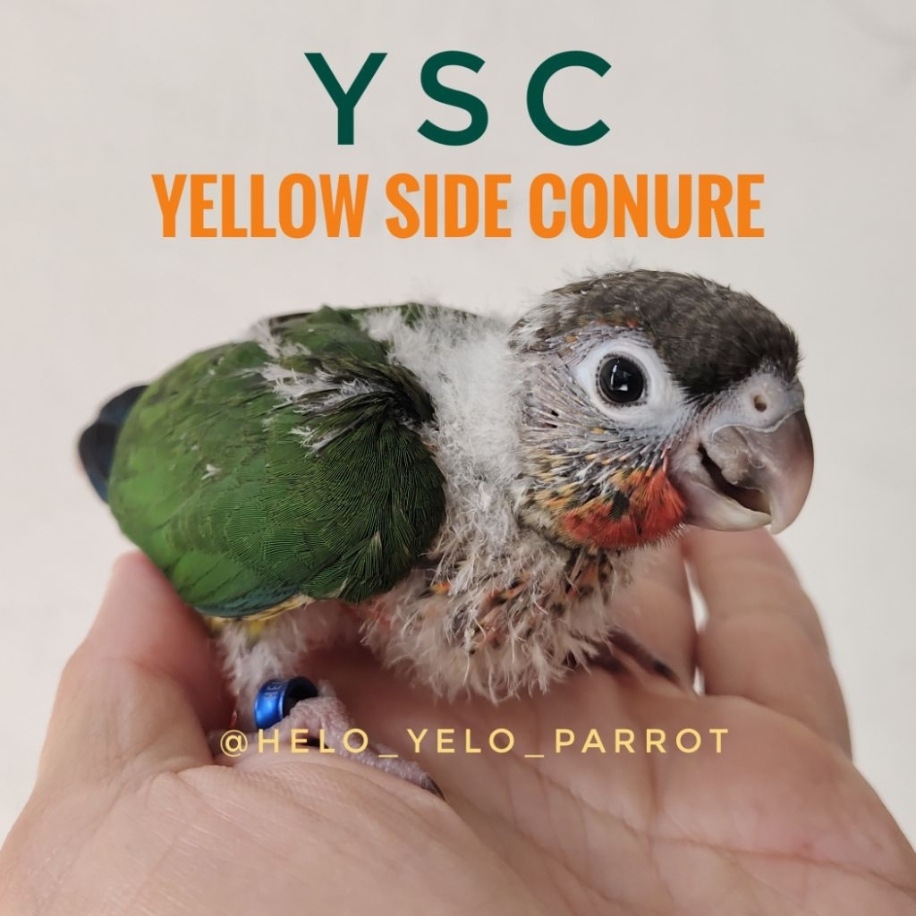 Yellow Sided Conure YSC