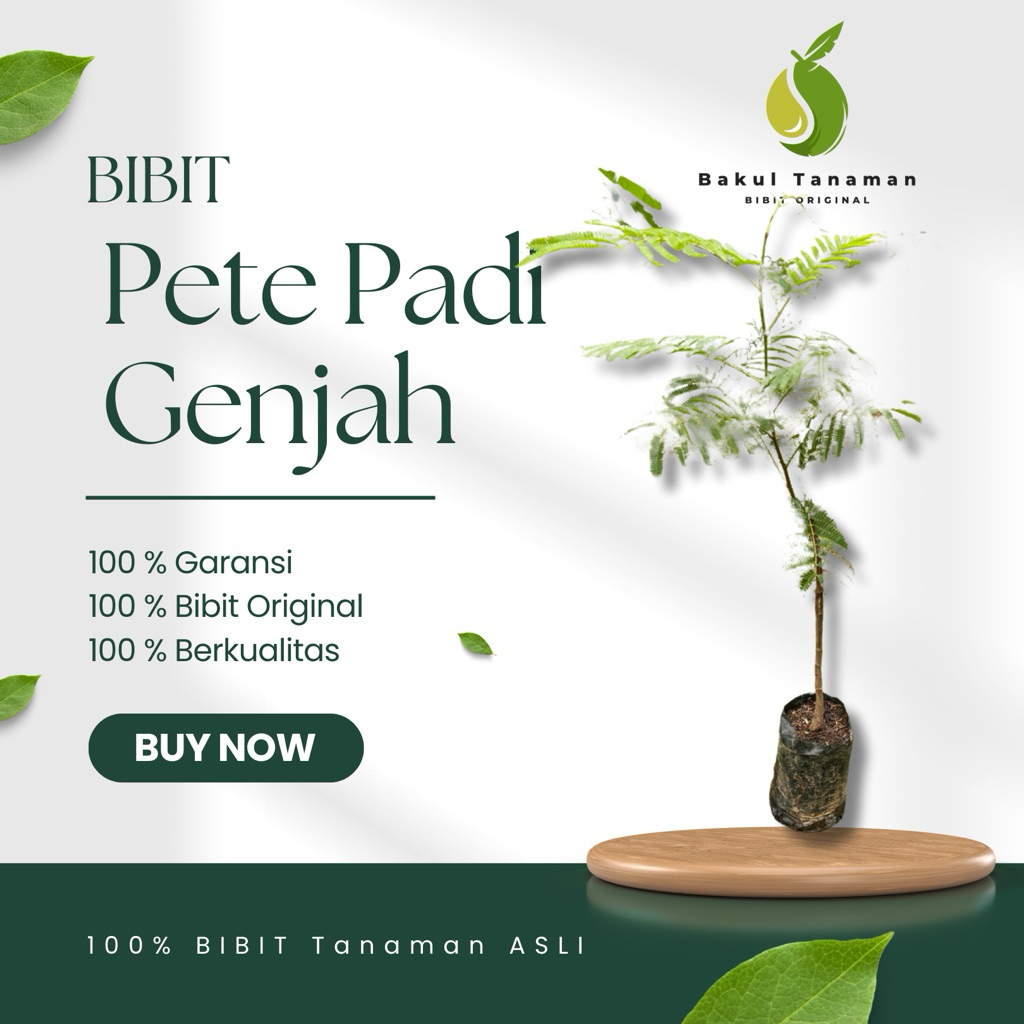 BIBIT PETAI VARIETAS PADI GENJAH HASIL OKULASI SUPER UNGGUL BAKUL TANAMAN-BIBIT PETAI PADI GENJAH