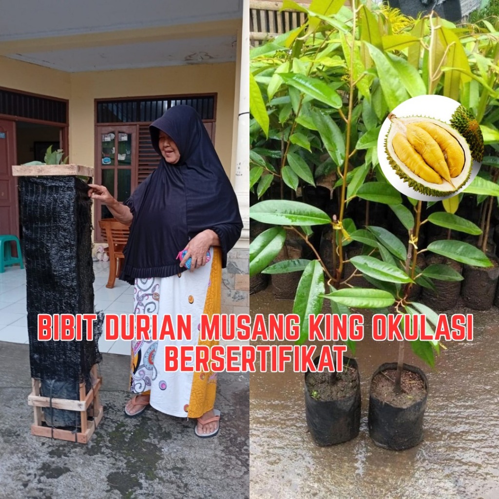 Musangking Bibit Durian Bersertifikat Hasil Okulasi Packing Kayu