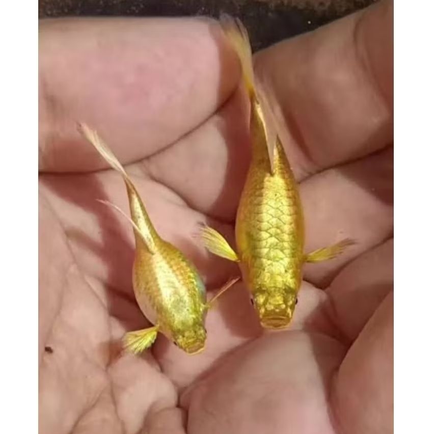 Guppy sepasang full gold siap breed, berkualitas cerah, Size remaja