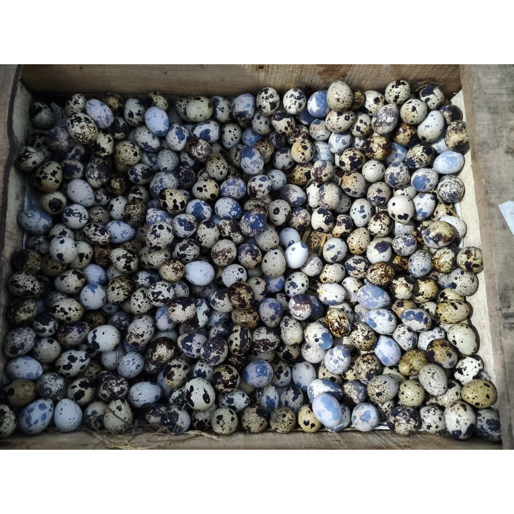 Telur Puyuh Fresh Dari Kandang
