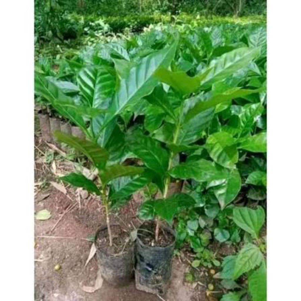 bibit kopi Arabika Gayo Ateng super isi 10 batang ukuran panjang 35 cm