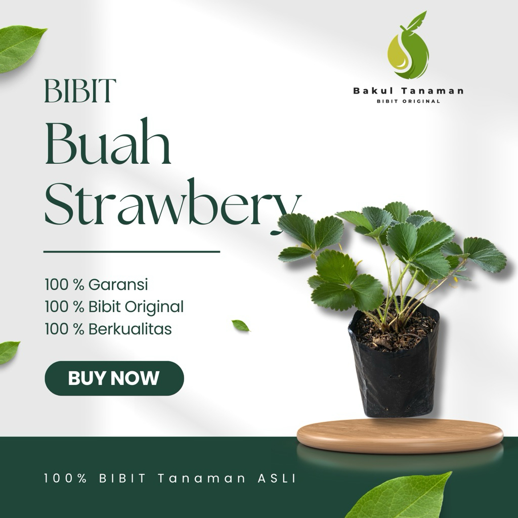 BIBIT BUAH STROBERI  HASIL SAMBUNG IMPORT KEBUN BAKUL TANAMAN-BIBIT BUAH STROBERI ORIGINAL SUPER