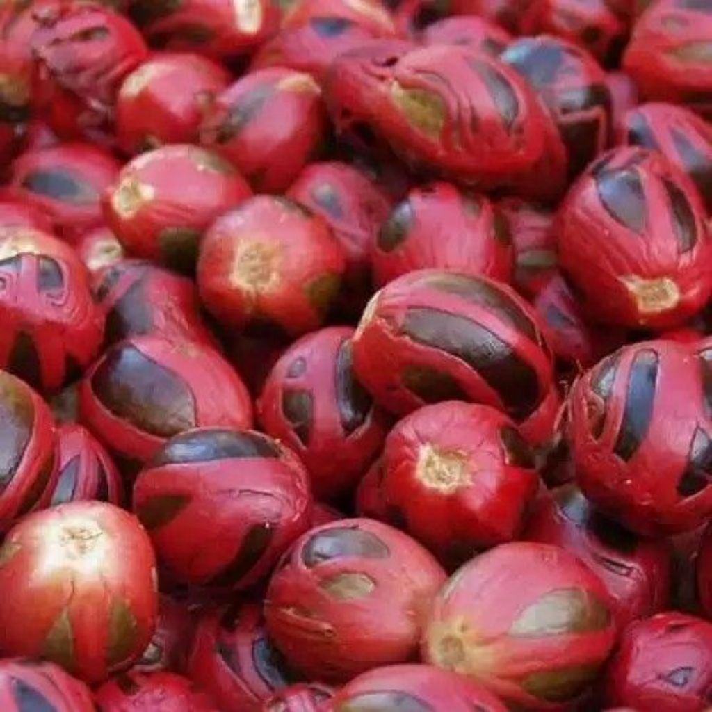 biji pala tua basah per 1kg