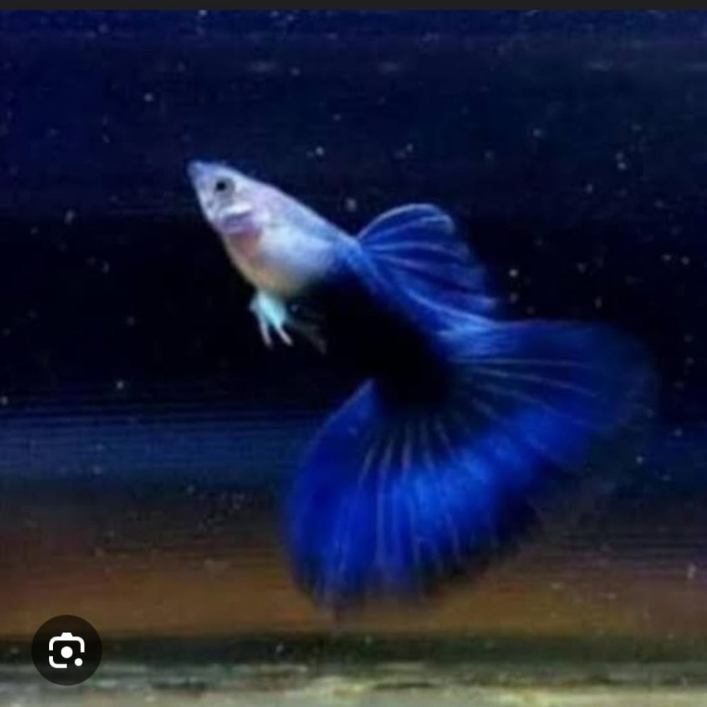 IKAN GUPPY BLUE DIAMOND
