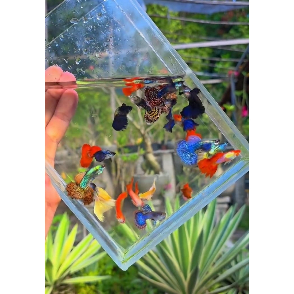 ikan Guppy satu pasang random ikan Guppy promo gratis ongkir ikan Guppy random hiasan aquarium ikan 