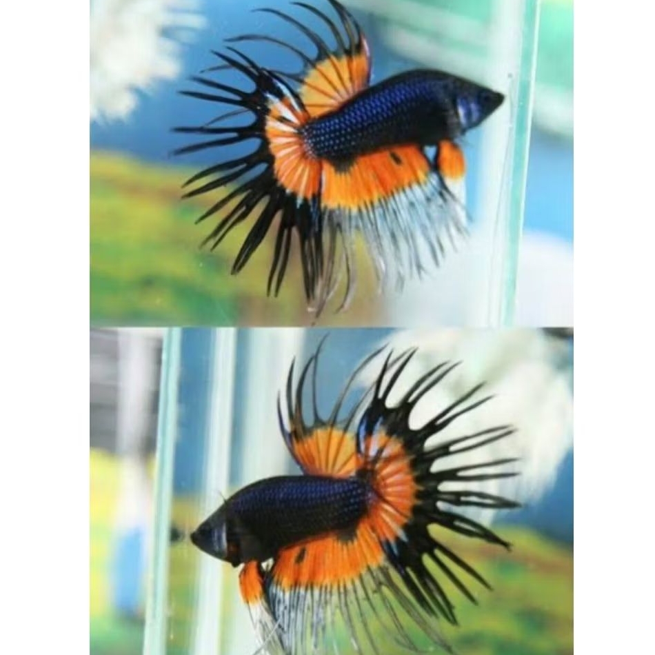 cupang serit crowntail aduan size M