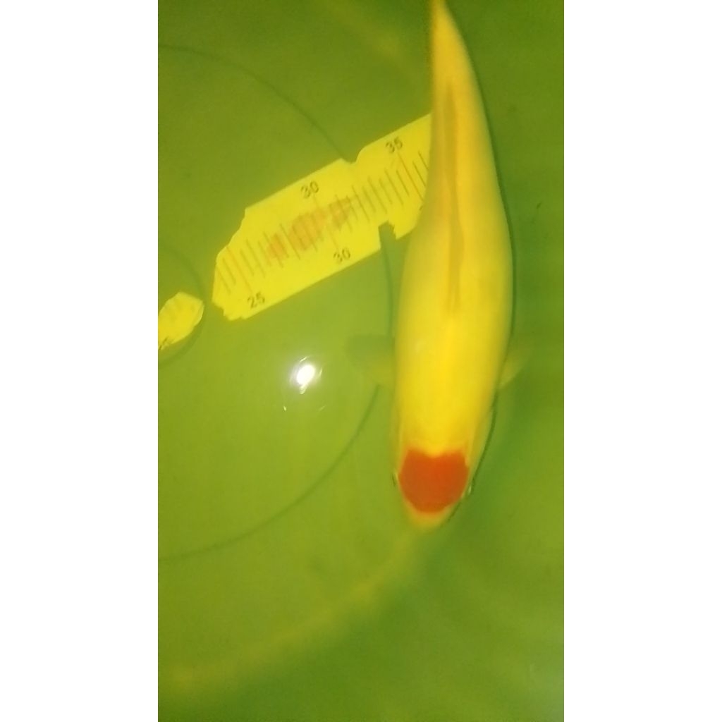 Ikan koi jenis Tancho Kohaku 33cm pola original