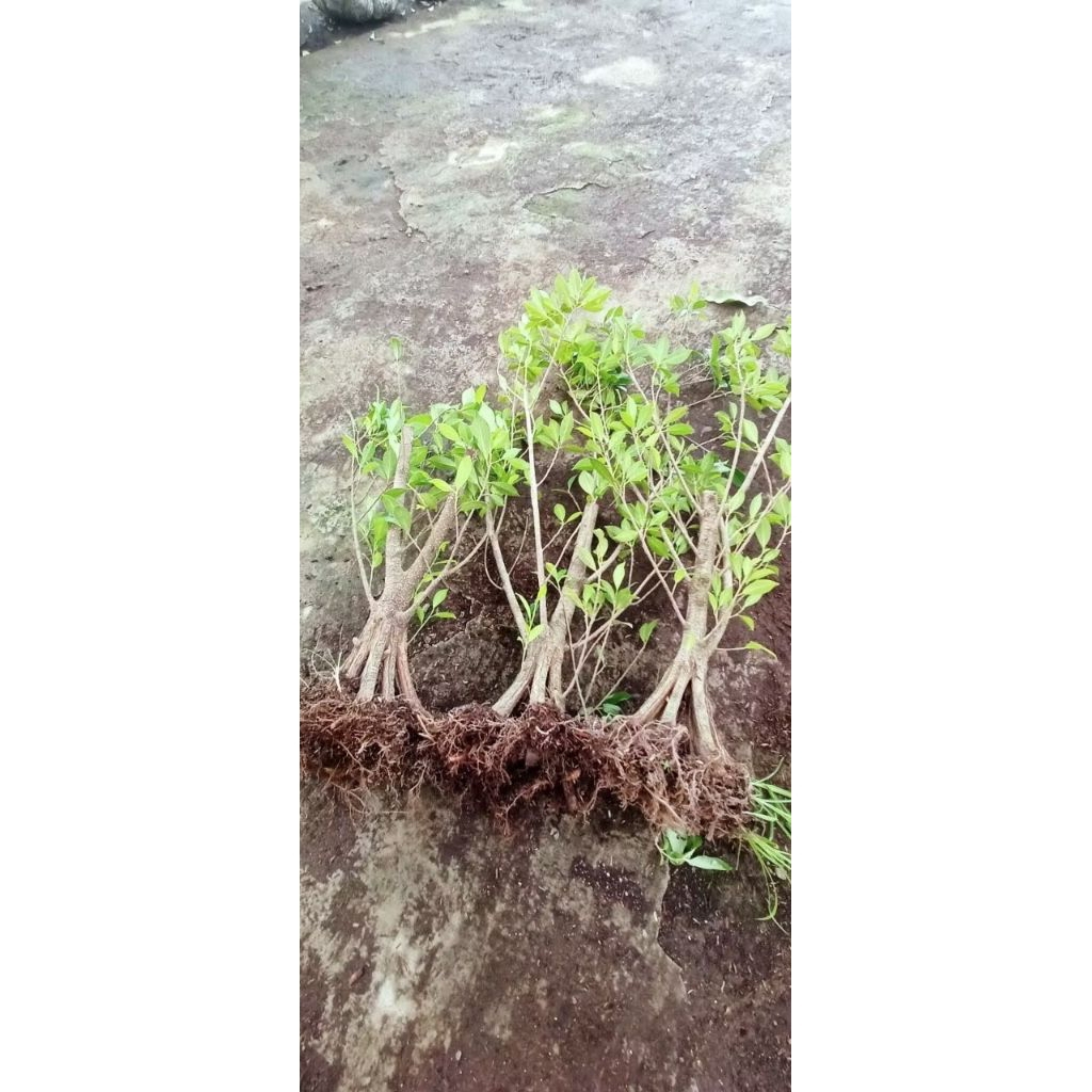 Kimeng Ekonomis Pecah Batang 8 Variasi Kecil Mame Shito