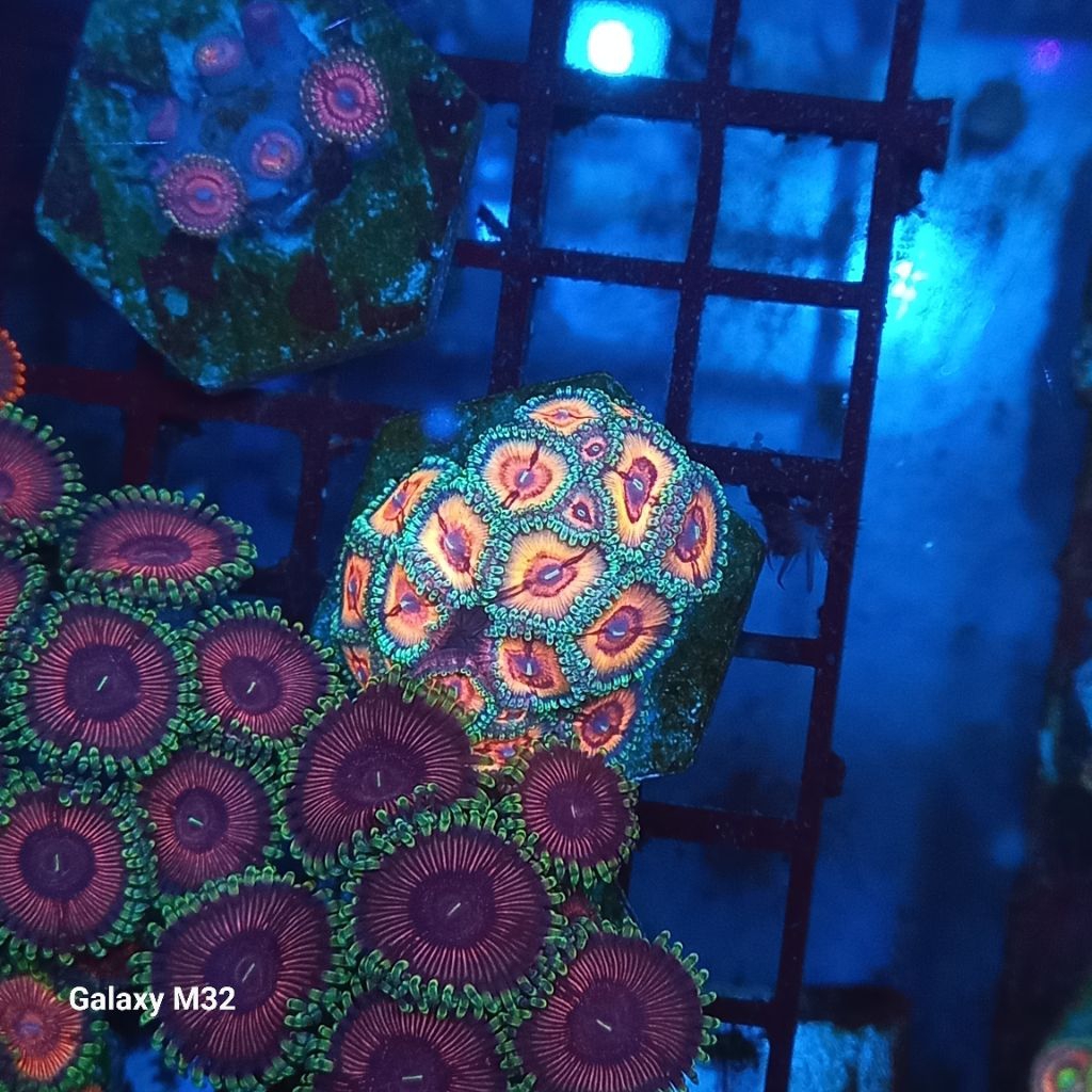 zoa frag 21