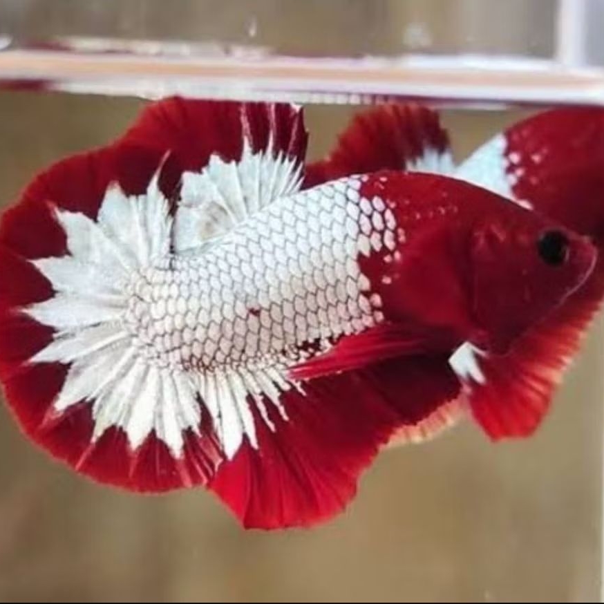 Red Fccp Top Grade