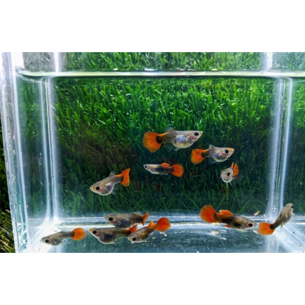 STICKER GUPPY TUXEDO SHORT BODY GLASS BELLY / TUXEDO SB GB / GUPPY SHORT BODY / GUPY SB GB / GUPPY T