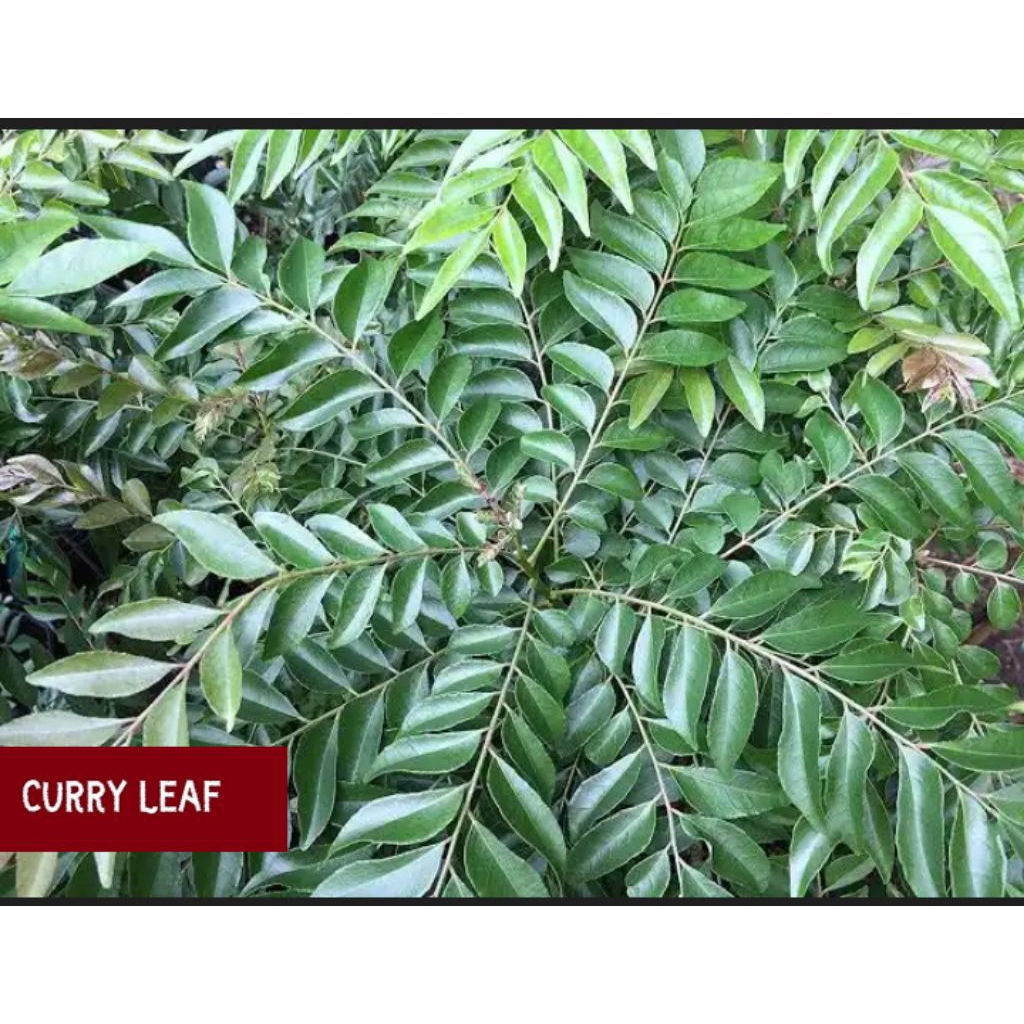 DAUN KARI , SALAM KOJA , AROMATIK KARI , AROMATIC CURRY , DAUN KARI KERING , DAUN KARI FRESH