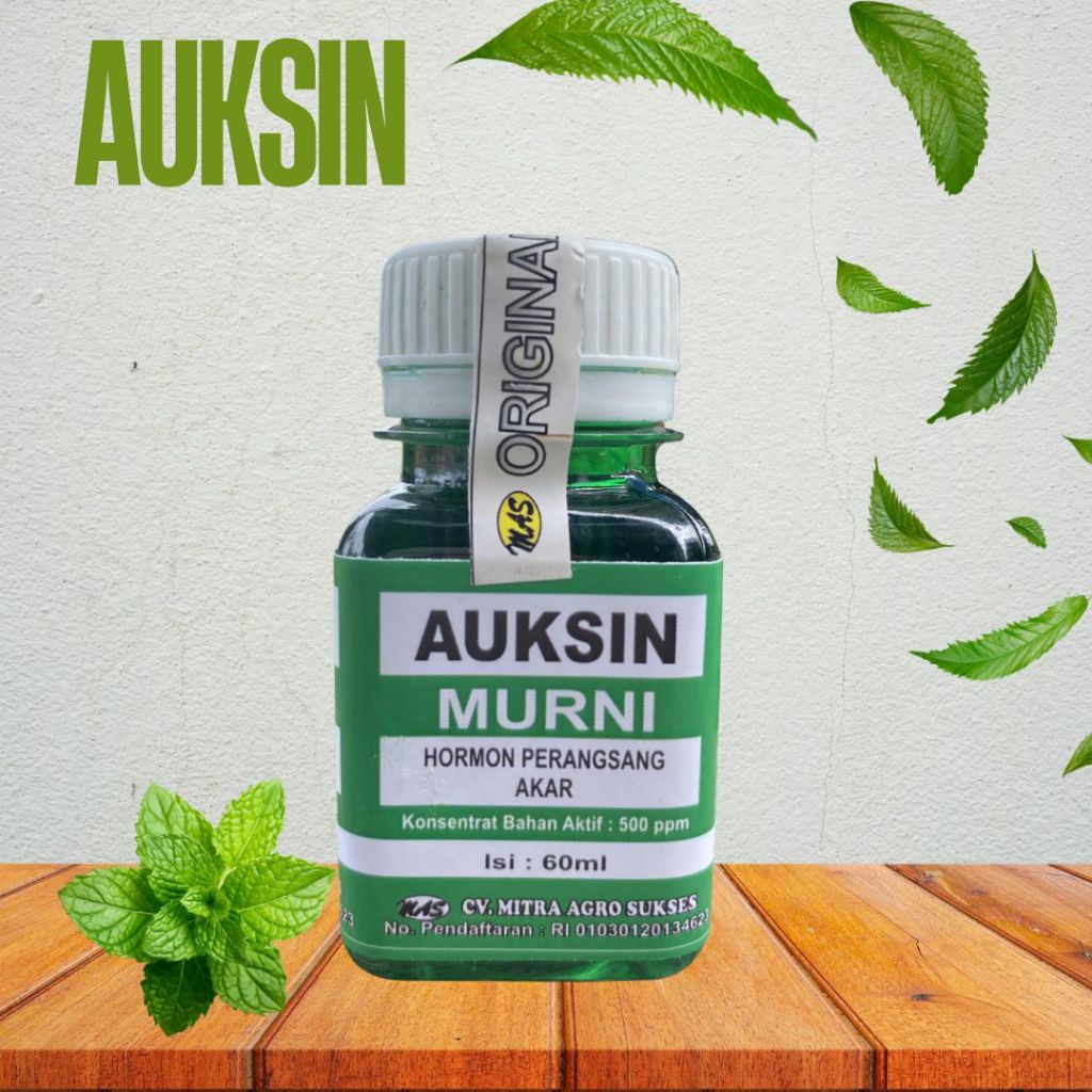AUKSIN PERANGSANG PERTUMBUHAN AKAR
