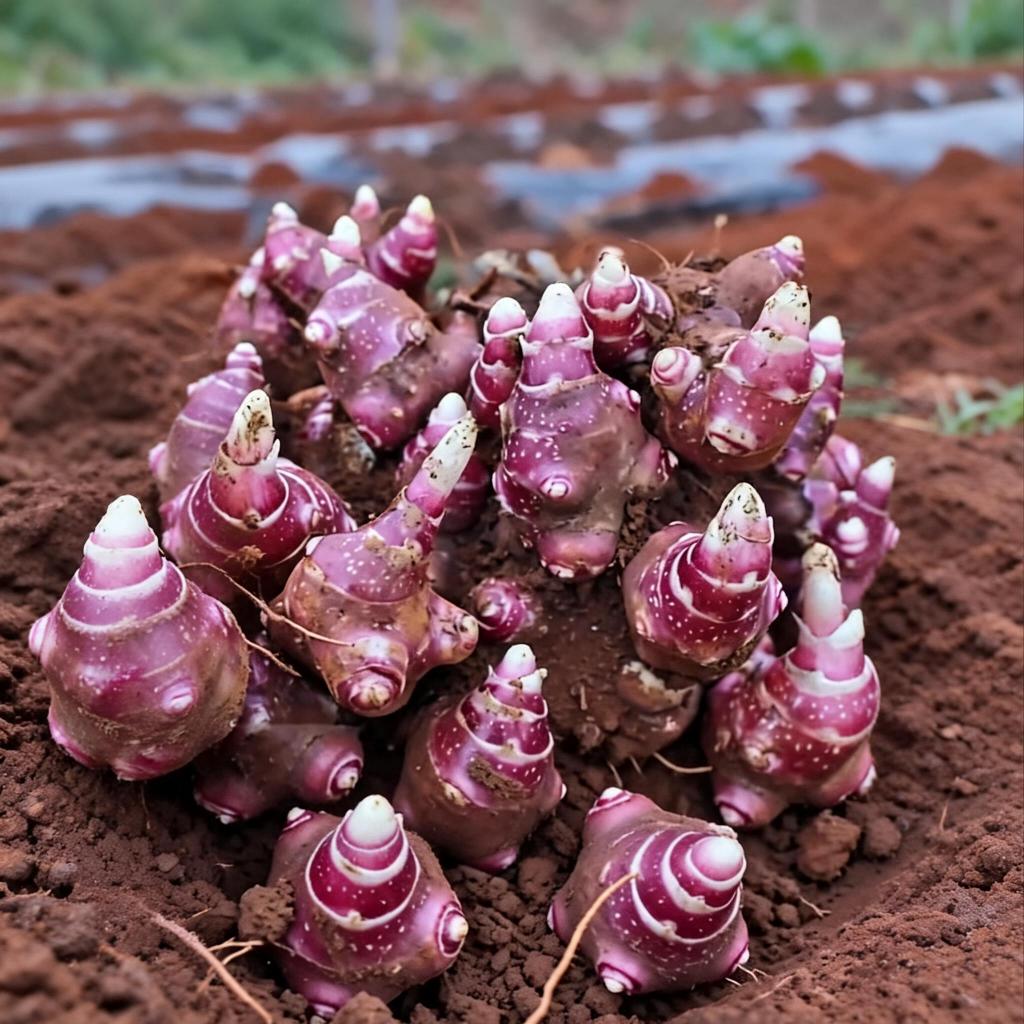 100 Gram Benih Bibit Ubi Yakon / Rimpang Asli Wonosobo - Siap Tanam, Tanaman Herbal Insulin