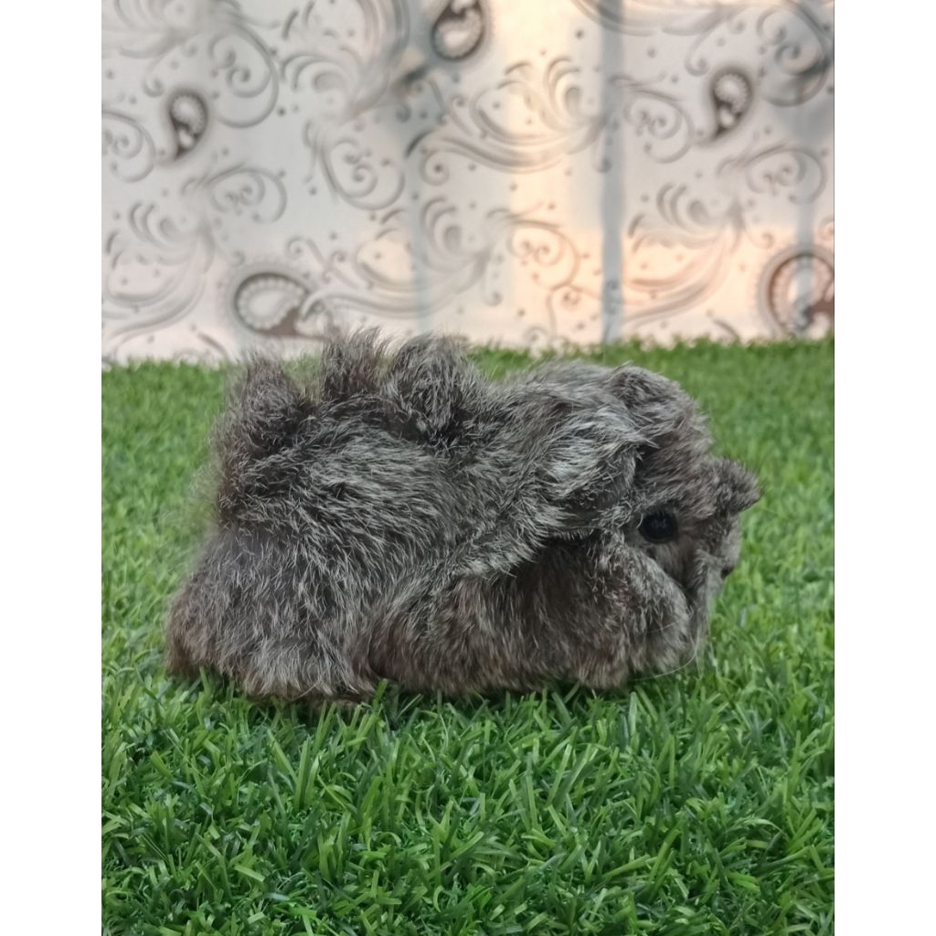 MARMUT HIAS GUINEA PIG