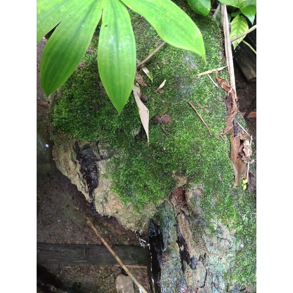 Java moss