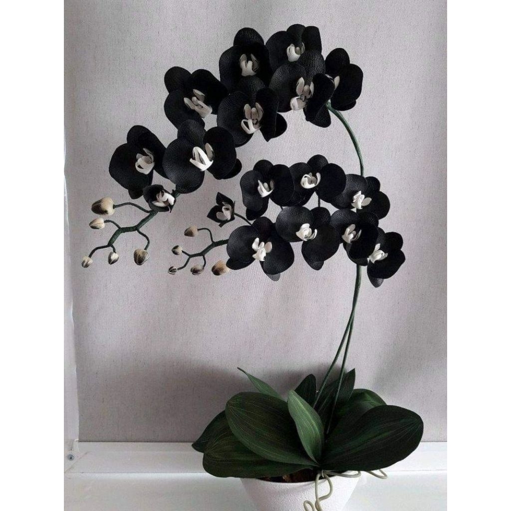 Anggrek Bulan Pasca Berbunga Black White