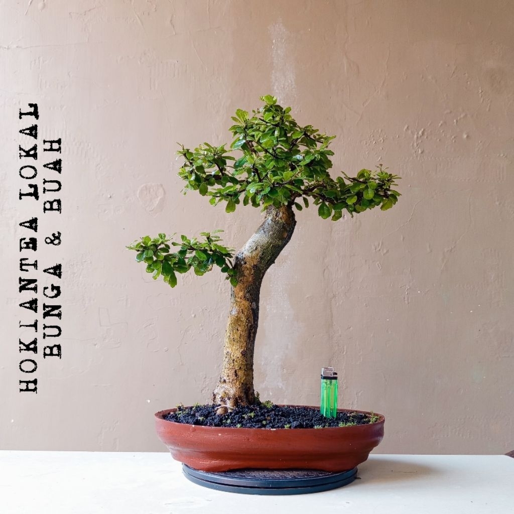 BONSAI HOKIANTEA LOKAL BUNGA BUAH DIKIRIM SESUAI FOTO