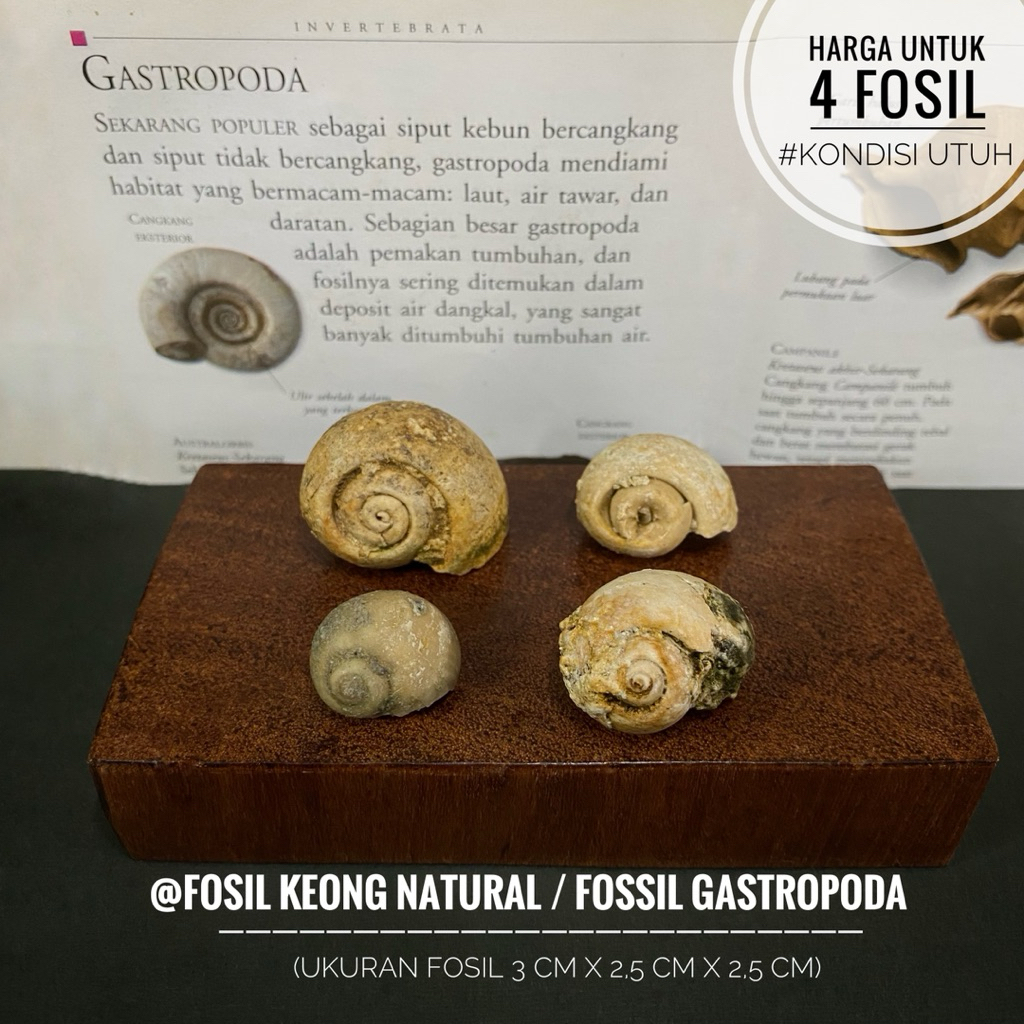 Fosil Keong Purba Natural A25 atau Fosil Kerang Temuan atau Fosil Kol Buntet Alam atau Fosil Gastrop