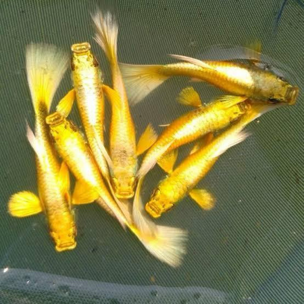 ikan guppy full gold sepasang 1 normal 1 ribon