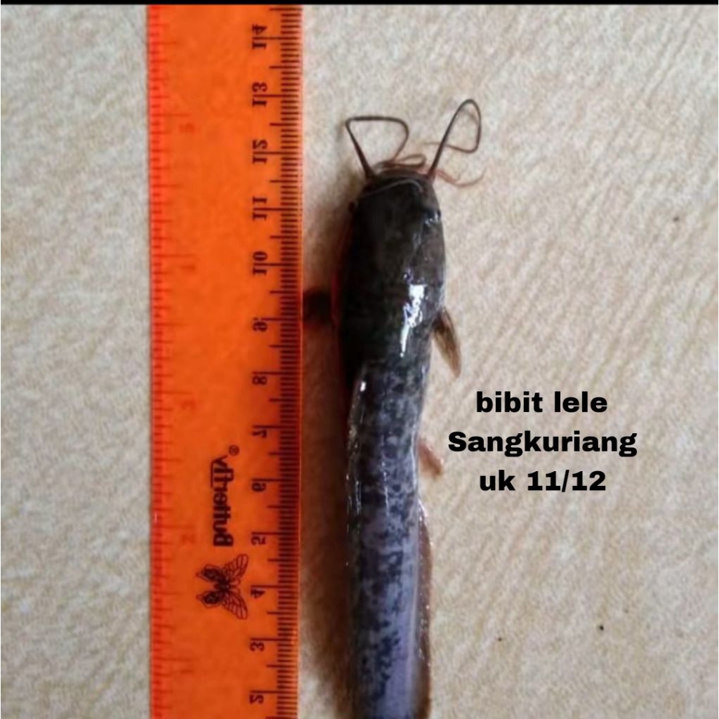 Bibit lele Sangkuriang size 11-12 ikan lele