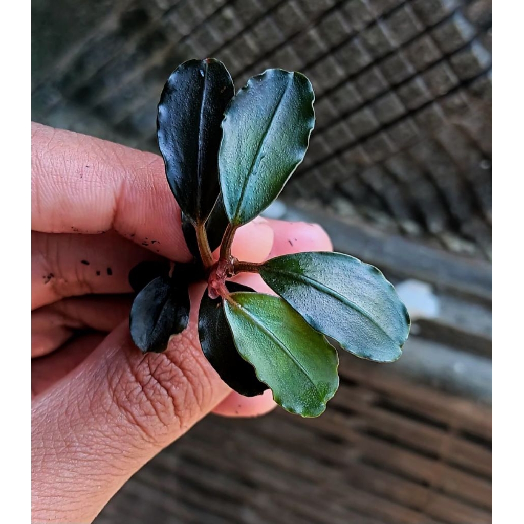 bucephalandra brownie helena 2015