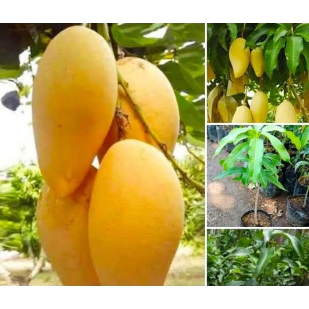 Bibit pohon Mangga Chokanan