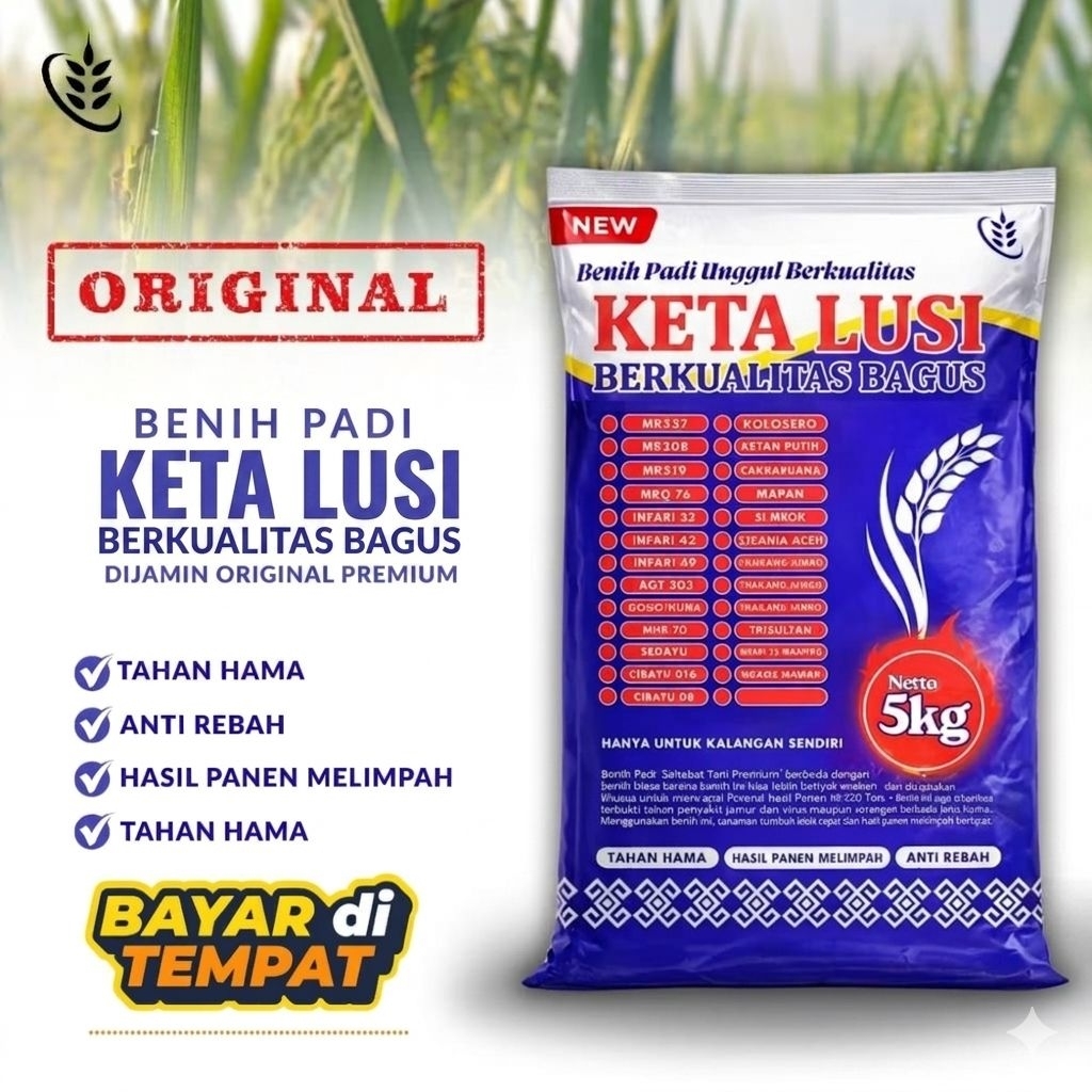 Benih Bibit Padi Unggul Ketan Lusi Jumbo Kemasan 5Kg Premium