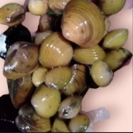 jual kerang remis segar