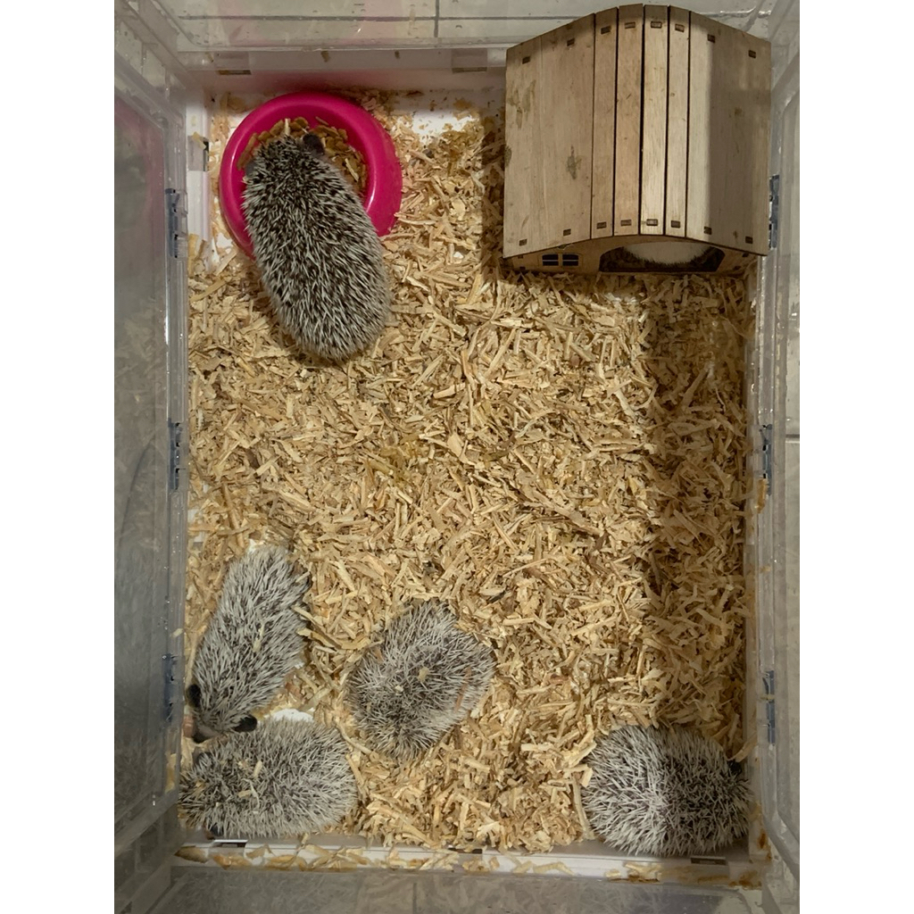 Anakan Landak mini umur 2bln