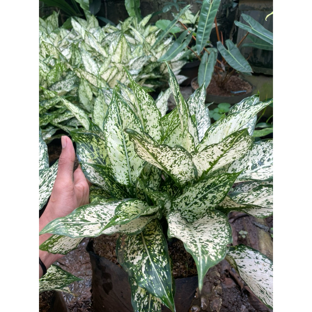 Aglonema Snow white / Sri Rezeki (Anak - Indukan)