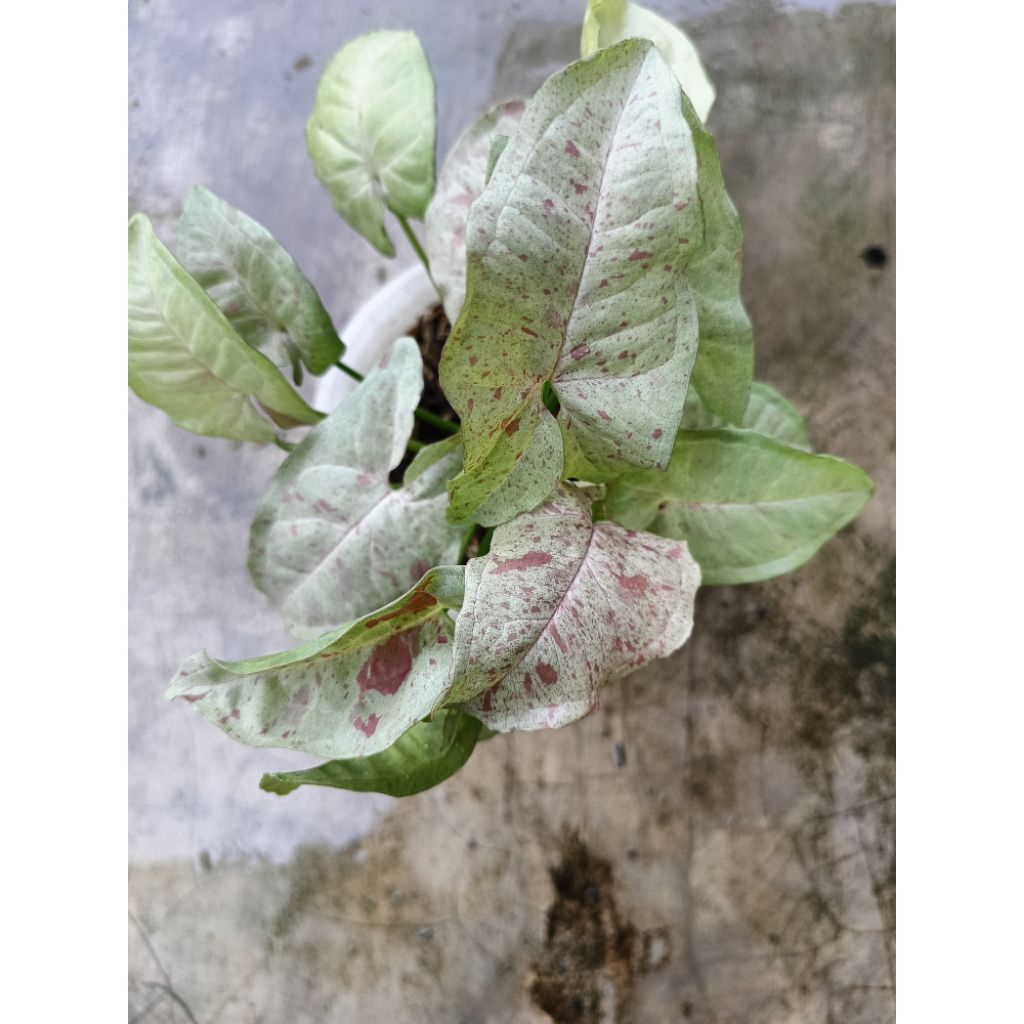 syngonium milk confetti