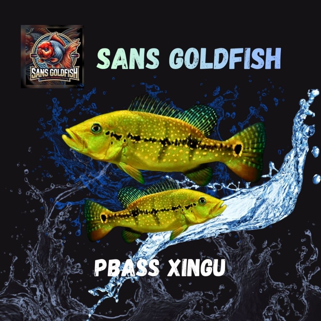 Ikan hias Pbass Xingu ukuran 6-7 cm