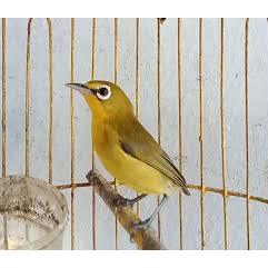 Pleci Dakun Sulawesi Tangerang