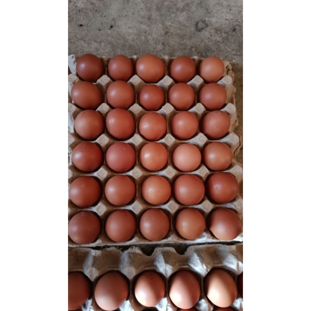 [PREMIUM] Telur Ayam Bandung