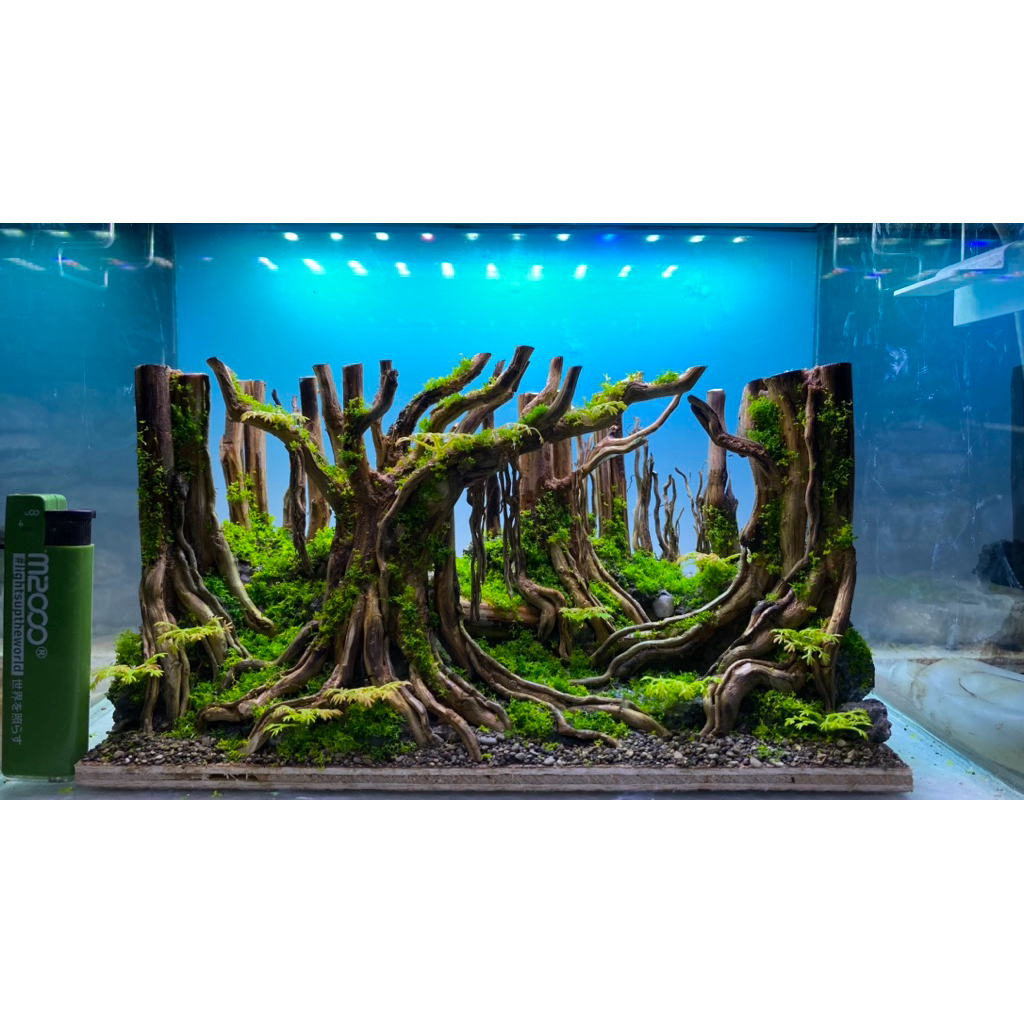 hardscape jungle